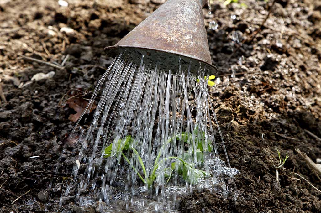 Gießen der Jungpflanzen in Veronikas Garten