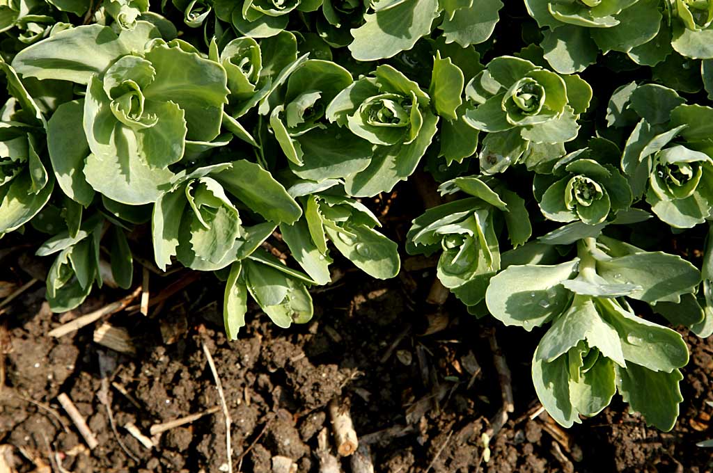 Portulak in Veronikas Garten