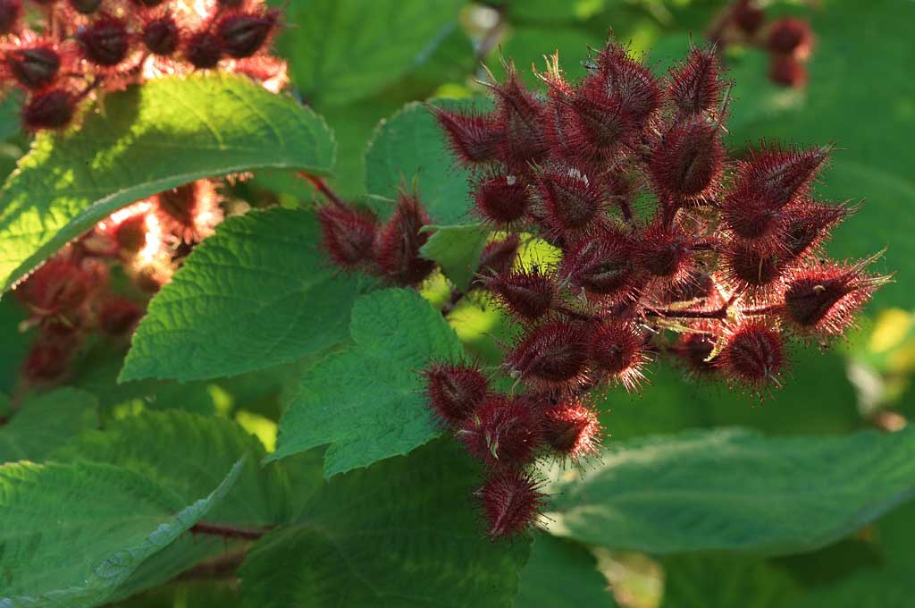 Weinbeerknospen in Veronikas Garten, Foto: Ursel Borstell