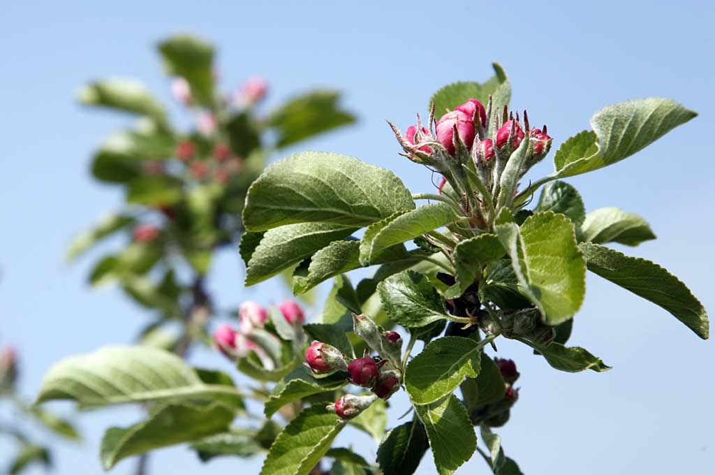 Blühender Obstbaum in Veronika Pitschmanns Garten