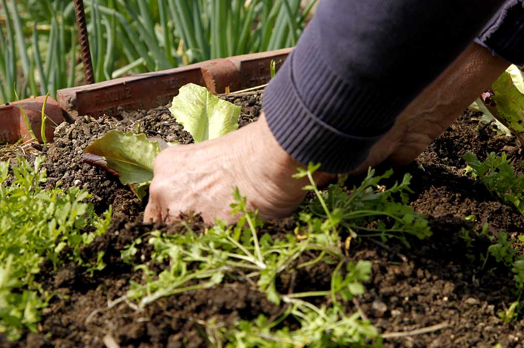 Jungpflanzen setzen, Veronikas Garten