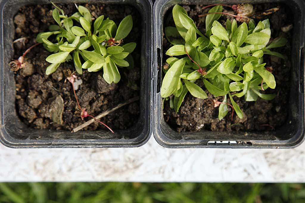 Jungpflanzen in Veronika Pitschmanns Garten