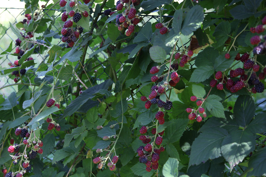 Brombeeren in Veronikas Garten