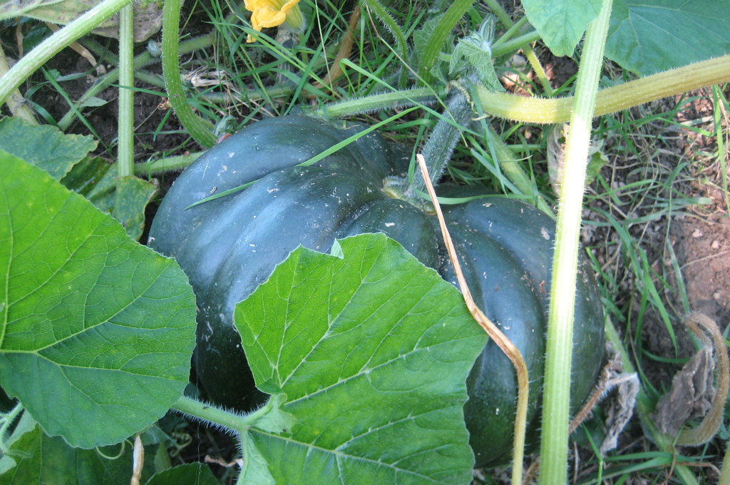 Kürbis in Veronikas Garten