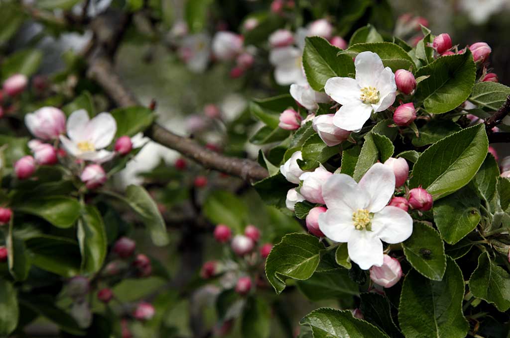 Rosa Knospen am Apfelbaum, Veronikas Garten