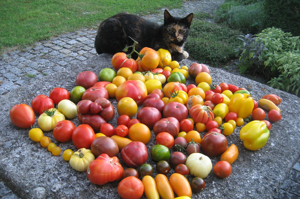 Katze mit Tomaten, Veronikas Garten