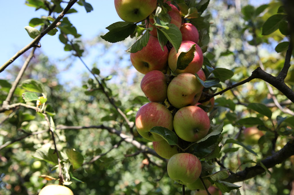 Apfelbaum in Veronika Pitschmanns Garten
