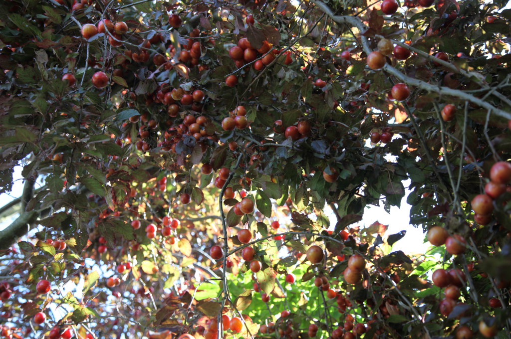 Reife Früchte in Veronika Pitschmanns Garten
