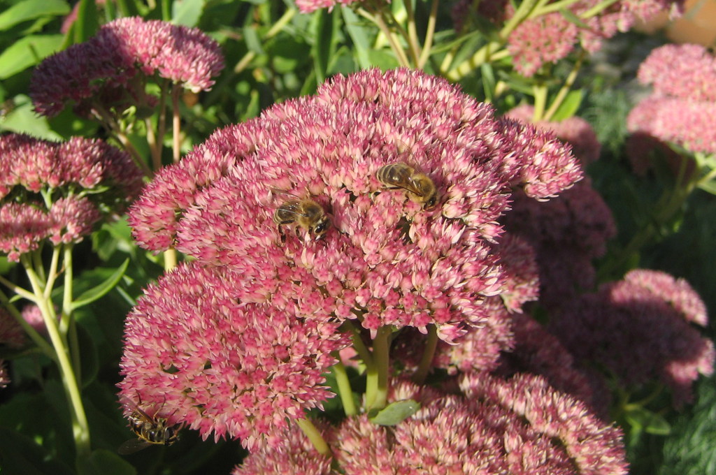 Bienen in Veronika Pitschmanns Garten